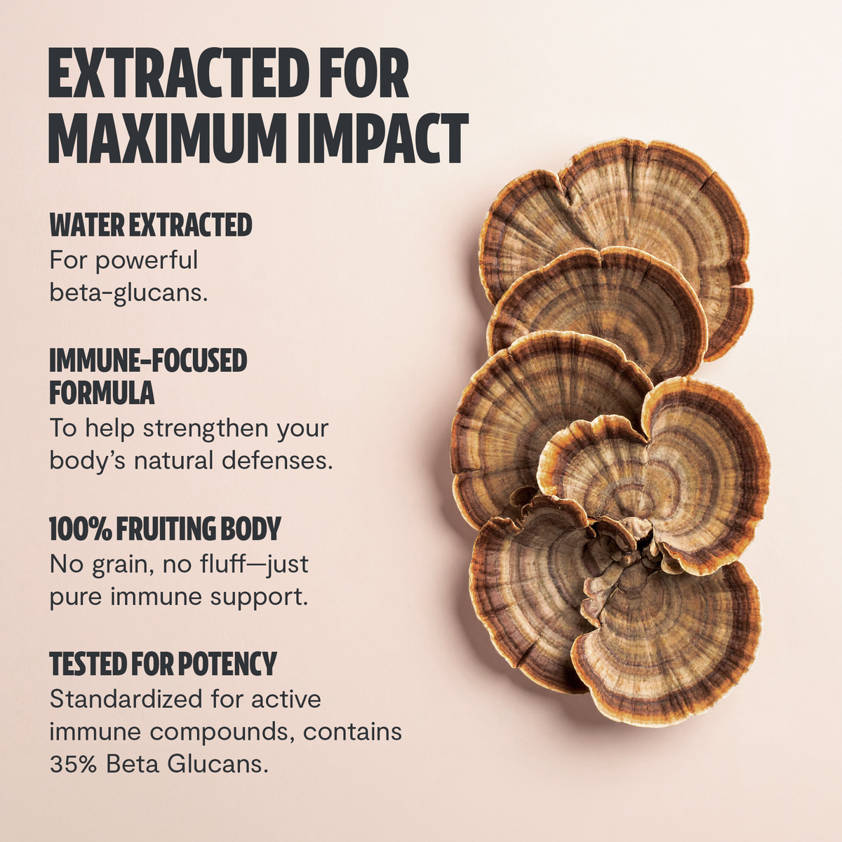 Organic Turkey Tail Mushroom Powder